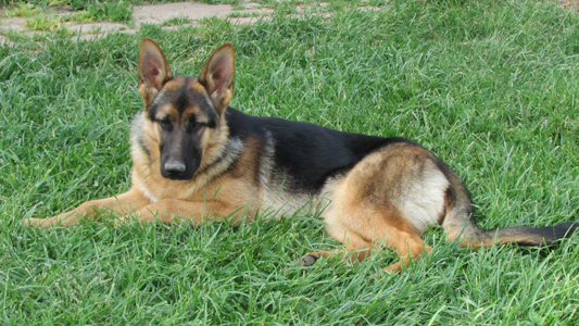 Shiloh vom Rockshadow